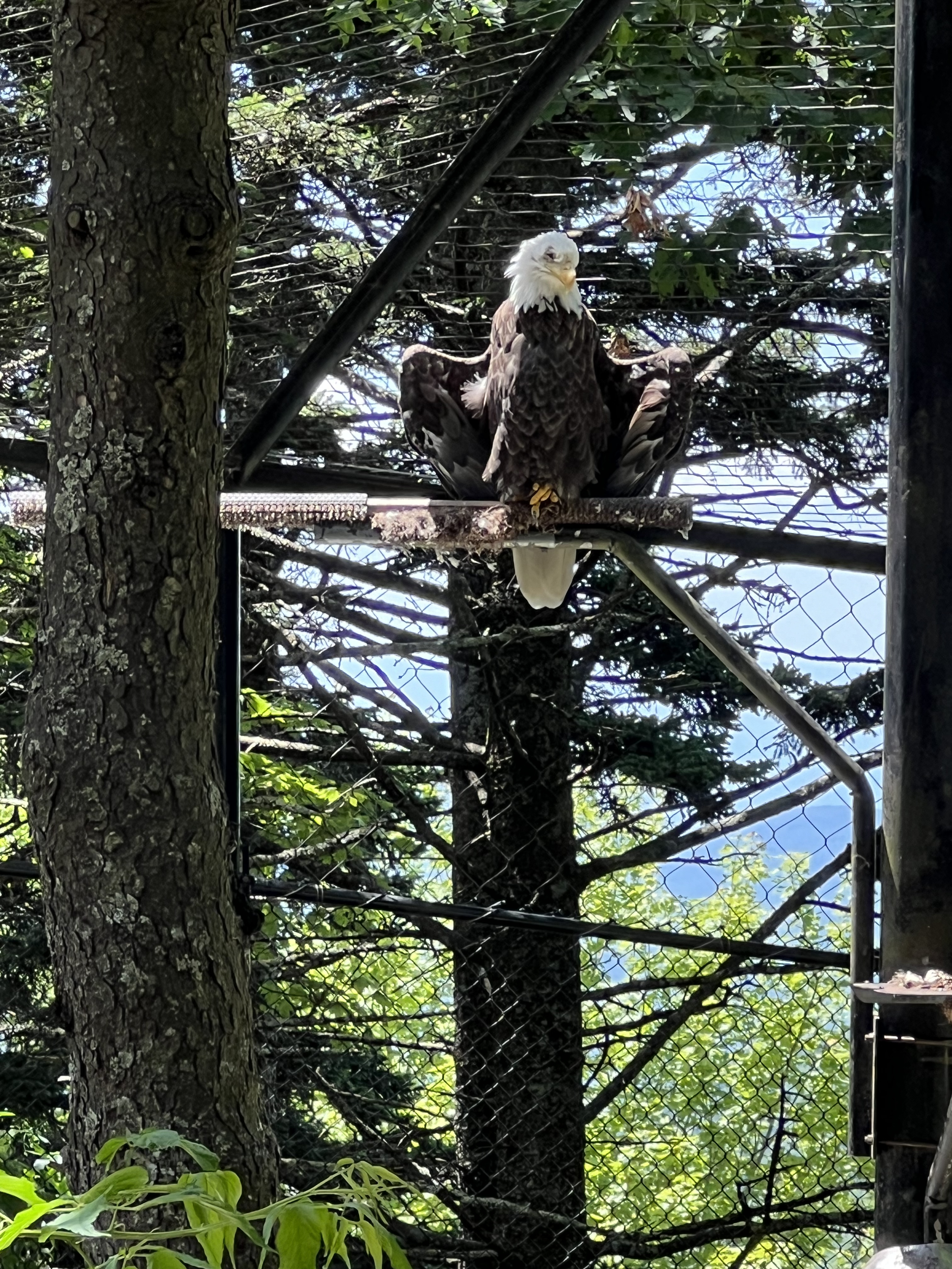 ./2024/08 - Banner Elk/Grandfather Mountain/IMG_1959.jpg